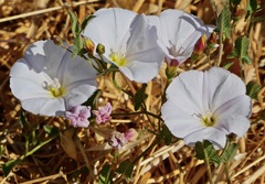 Calystegia occidentalis