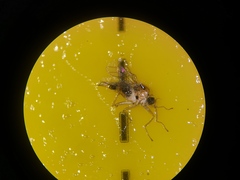 Elaphropeza ephippiata