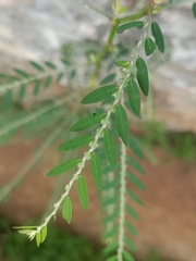 Phyllanthus debilis