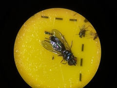 Platycheirus albimanus