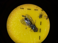 Platycheirus albimanus