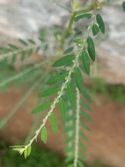 Phyllanthus debilis