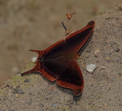 Marpesia zerynthia