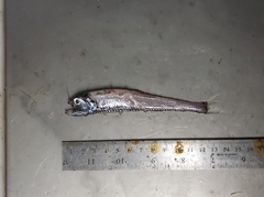 Polymetme thaeocoryla