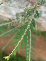 Phyllanthus debilis