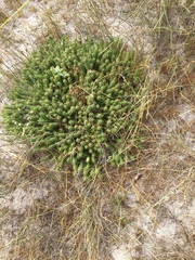 Euphorbia caput-medusae