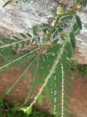 Phyllanthus debilis