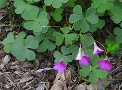Oxalis articulata