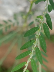 Phyllanthus debilis