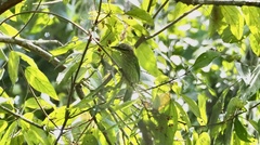 Psilopogon faiostrictus