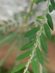 Phyllanthus debilis