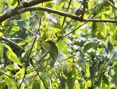 Psilopogon faiostrictus