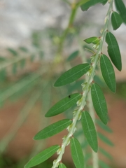 Phyllanthus debilis