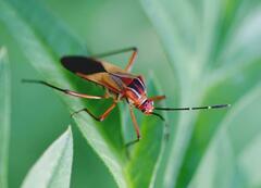 Hypselonotus interruptus