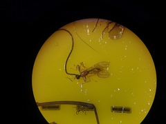 Phyllodromia melanocephala