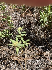 Crocanthemum corymbosum
