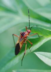 Hypselonotus interruptus