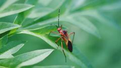Hypselonotus interruptus
