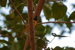 Rubigula flaviventris