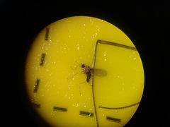 Elaphropeza ephippiata