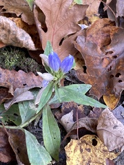 Gentiana saponaria