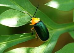 Cacoscelis marginata