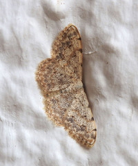Scopula submutata