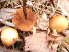 Kuehneromyces lignicola