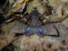 Ischyja inferna