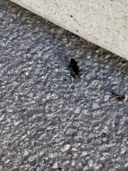 Harpalus distinguendus