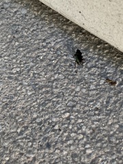 Harpalus distinguendus