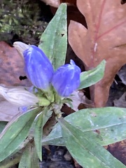Gentiana saponaria
