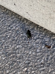 Harpalus distinguendus