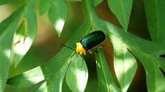 Cacoscelis marginata