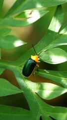 Cacoscelis marginata