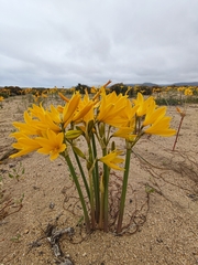 Zephyranthes bagnoldii