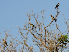 Gracupica contra