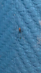 Pholcidae
