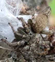 Ischnothele digitata