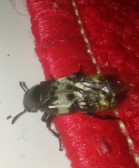 Creophilus maxillosus maxillosus