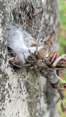 Ischnothele digitata