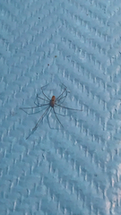 Pholcidae