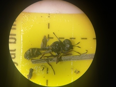 Physocephala rufipes