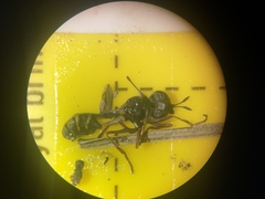 Physocephala rufipes