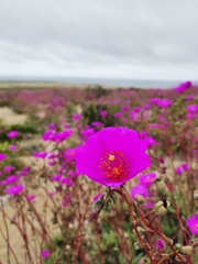 Cistanthe grandiflora