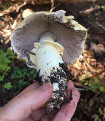 Agaricus sandianus