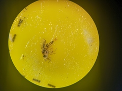 Elaphropeza ephippiata