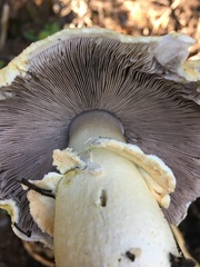 Agaricus sandianus