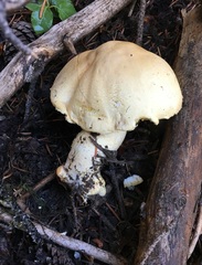 Agaricus sandianus