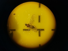 Elaphropeza ephippiata